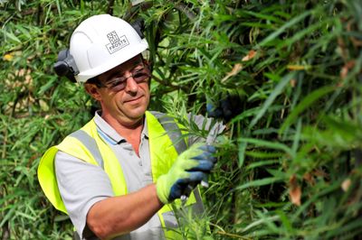 A professional landscaper wearing a white hard hat with the Frosts Ladnscapes logo, safety glasses, and a high-visibility yellow vest. He is outdoors, using hand shears to carefully prune thick green foliage and willow branches.